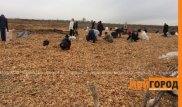 Жители ЗКО мешками вывозят высыпанный в степи лук