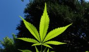 Почему Казахстан не легализовывает марихуану, объяснили в МВД