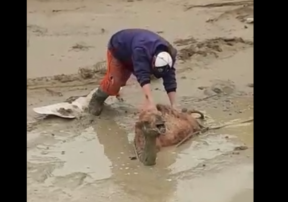 Тонувшему в грязи верблюжонку пришли на помощь в Мангистау