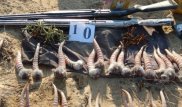 Сотрудники "Охотзоопрома" причастны к отстрелу 154 сайгаков - МВД