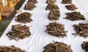 Что делают с изъятыми у браконьеров ценным мясом и рогами