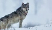 Самец монгольского волка удивил ученых