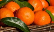 Тонны зараженных мандаринов и хурмы пытались ввезти в Казахстан