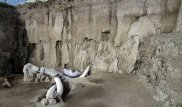 Найдено самое большое кладбище гигантских вымерших существ