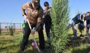 25 тысяч деревьев высадили в Туркестане