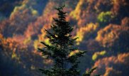 Во Франции объявили экологическое и климатическое ЧП
