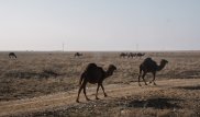 Ребенок погиб в ДТП с верблюдом в Мангистау