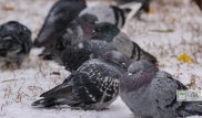 В Казахстане ожидается мороз до минус 25