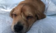 Щенок с хвостом на лбу стал звездой Сети