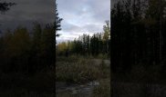 Жуткий вопль неизвестного существа записали в канадском лесу