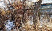 Сельский аким стал героем скандального видео и уволился