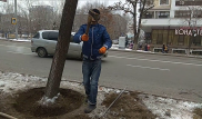 Мужчины с топорами пересаживали деревья в Алматы