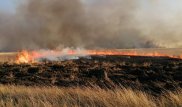 В ДЧС ответили на жалобы россиян о запахе гари из Казахстана