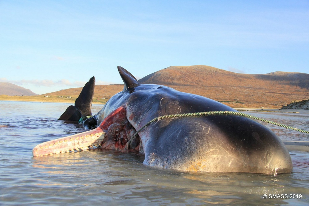 Фото: © Scottish Marine Animal Strandings Scheme