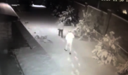 Попавшую на видео банду ищет полиция Алматы