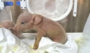 Первые в мире свиньи с клетками обезьян родились в Китае