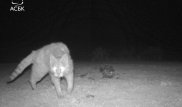 Степные коты попали на фотоловушки в Мангистауской области