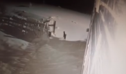 Схватка собак со стаей волков попала на видео
