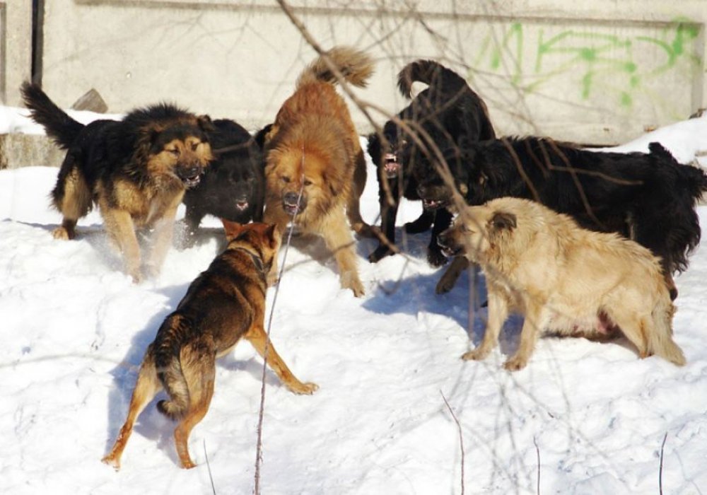 Школьницу отбили от стаи собак в Карагандинской области
