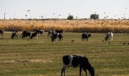 Фермер прилюдно порвал благодарность акима Актюбинской области