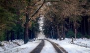 Виноград показал себя лучшим реагентом для дорог, чем "ядовитая" соль