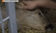 В Усть-Каменогорске собирают деньги на лечение косули Бэмби