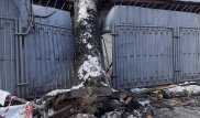 Стены алматинской психбольницы треснули из-за упавшего дерева