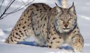 Рысь увидели рядом с домами людей в Семее