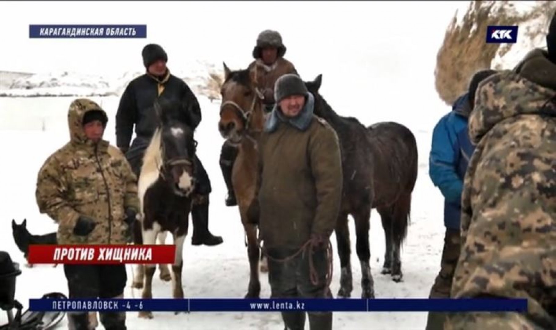 Лошадь напала на волка