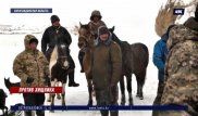 Более 50 лошадей загрызли волки в Карагандинской области