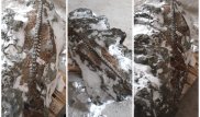 Загадочный скелет обнаружили в карьере близ Рудного