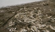Чиновников осудили на 2,5 года за гибель рыбы в Урале