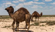 Неизвестная болезнь поразила верблюдов в Мангистау