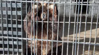 У бурых медведей в Семее родился детеныш неизвестного пола