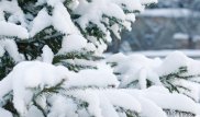 Торговцы выбросили непроданные елки в Костанайской области