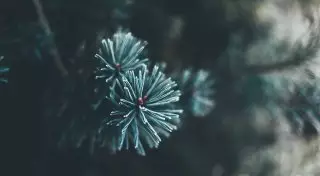 Не выкидывать новогодние ели попросили алматинцев