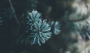 Не выкидывать новогодние ели попросили алматинцев