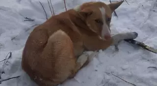 "Разжимали втроем": собаку спасли из капкана в Павлодаре