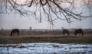 Внедорожник врезался в лошадей в ЗКО