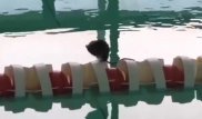 Умывающийся грызун в бассейне попал на видео в Павлодаре