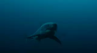 Ученых поразила гибель громадной акулы в желудке таинственного суперхищника