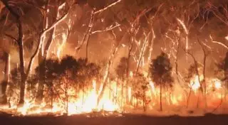 В Сиднее кашляют кровью - казахстанка рассказала о пожарах в Австралии