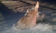 Браконьеры убили краснокнижного кулана в Костанайской области