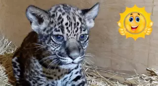 Ягуар родился в зоопарке Алматы