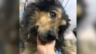 "Позвонки давили на спинной мозг". Историю чудесного спасения пса Тихона рассказали в Караганде