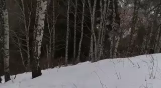 Диких кабанов засняли на Кок-Жайляу