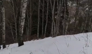 Диких кабанов засняли на Кок-Жайляу