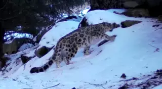 Снежные барсы "попозировали" на камеру в Алматинском заповеднике