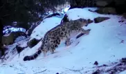 Снежные барсы "попозировали" на камеру в Алматинском заповеднике