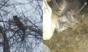 Двух спустившихся к людям снежных барсов поймали в Кыргызстане